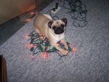 Pug's Christmas