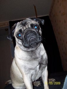 R.I.P puggy