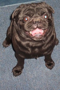 Buddy Waiting for a treat