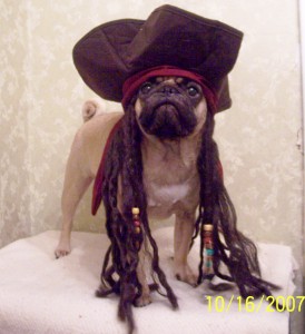 Pugsley as Captain-Pug-Sparrow