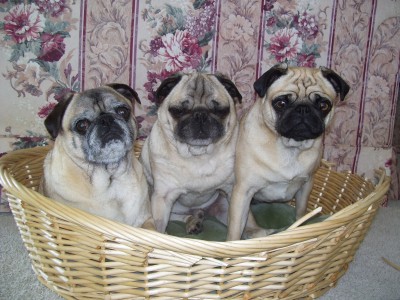 A Basket-o-Puggies