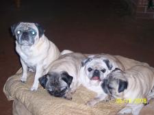 The Pug Dog Gang