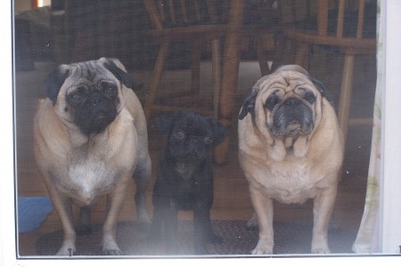 Our puggies Lexi, Rocco, and Monty