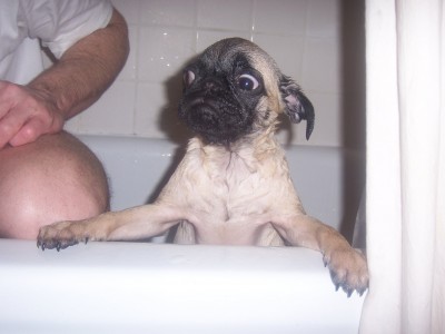 Dexter's First Bath