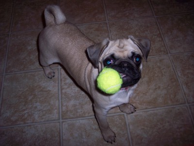 Dora the pug with her tennis ball