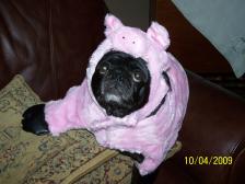 Halloween piggie