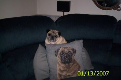 Spike on the couch taking it easy