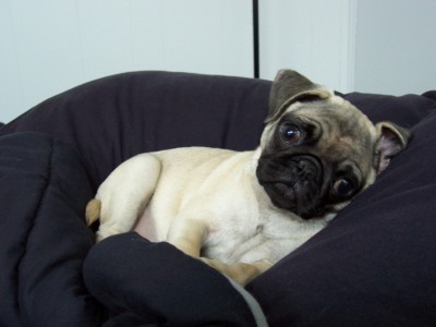 Pug in a Blanket