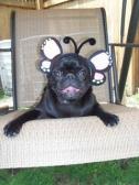 Liberty Puggerfly