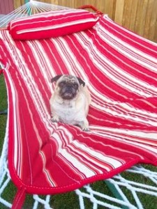 Zoe chillaxing in the hammock