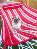 Zoe chillaxing in the hammock