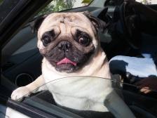 Bruno going for a ride with dad.