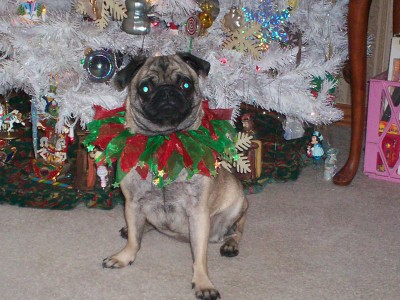 Jolly O' St. Pug