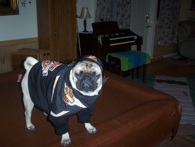 Gizmo the Harley Pug