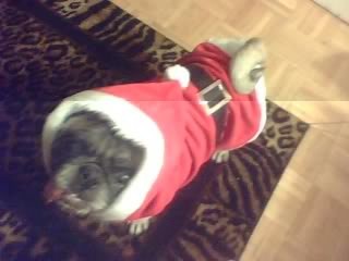 Santa Pug is Coming to Town