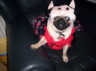 Devil Pug