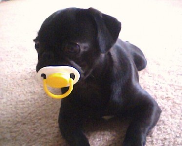 Pug-n-Paci