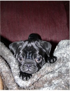 Peek-a-boo Pug