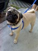 BONO THE PUG PUP