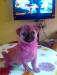 PINK PUG