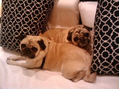 Snuggle Pugs