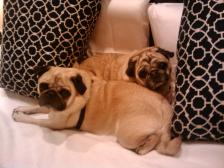 Snuggle Pugs