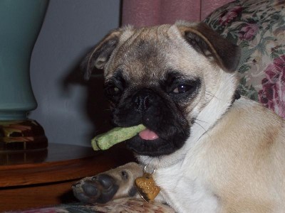 Carlotta, not a mobster puggy