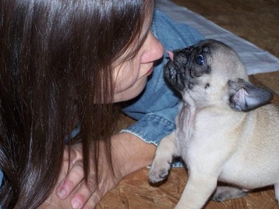 Pug Kisses