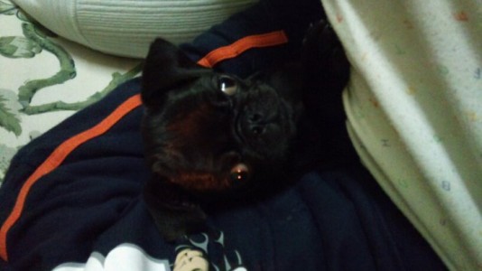 my cute italian black pug