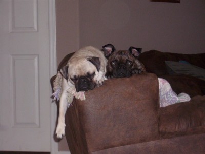 sleepy pugs and buggs!