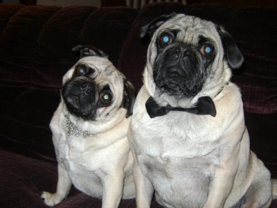 Fancy Pugs