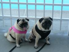 Pugs pool side