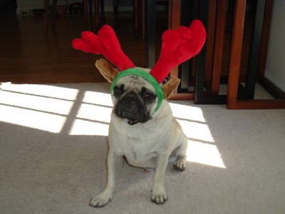 pug Christmas