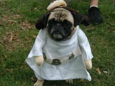 Stella as Princess Leia