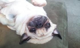 Upside down doggin