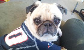 Patriot Pug