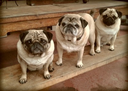 the three Kiwi pugs