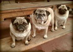 the three Kiwi pugs