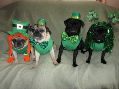 Happy St. Pug's Day