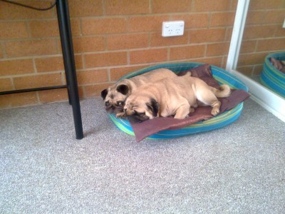 Sleepy Pugs