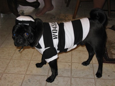 jailbird 'bo'