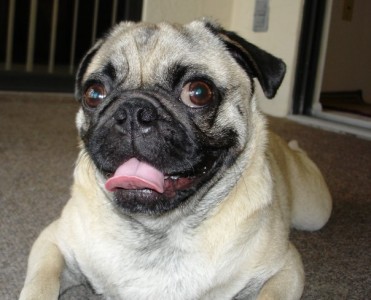 happy pug