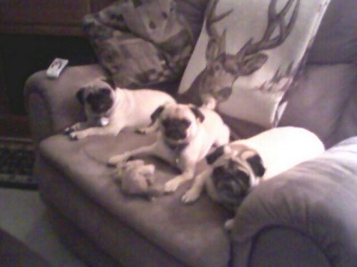 My Pug's