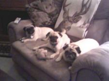 My Pug's