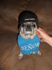 Henry the Thug Pug