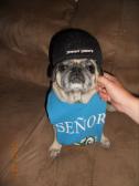 Henry the Thug Pug