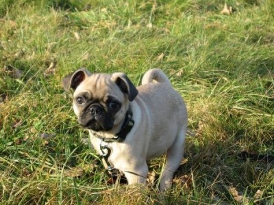 Lemmy in the backyard