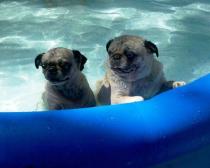 Pug Pool