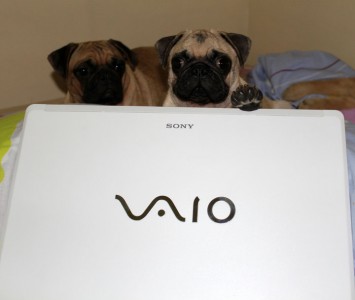 The busy pugs