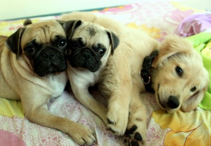 Pugs with the Golden Retriever